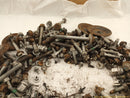 Cadillac CTS Dismantling Hardware Fasteners Bolts & Nuts-5