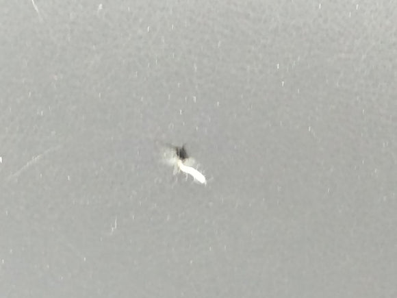 Mitsubishi 3000GT Rear Left Seat Backrest