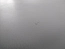 Honda Prelude Headliner-7