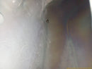 Audi TT Fuel Gas Tank-4
